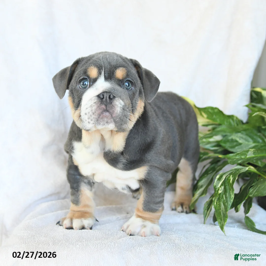 English Bulldog dogs for sale: Miss Bluebell - Ad 1