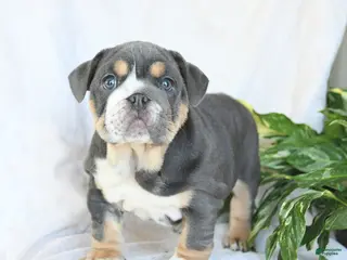 English Bulldog dogs for sale: Miss Bluebell - Ad 3