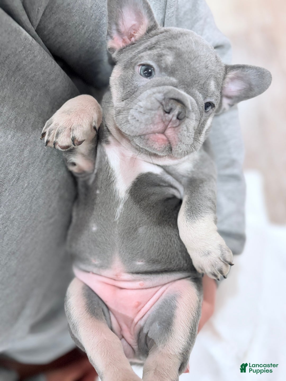 French Bulldog dogs for sale: Lilah - Ad 3