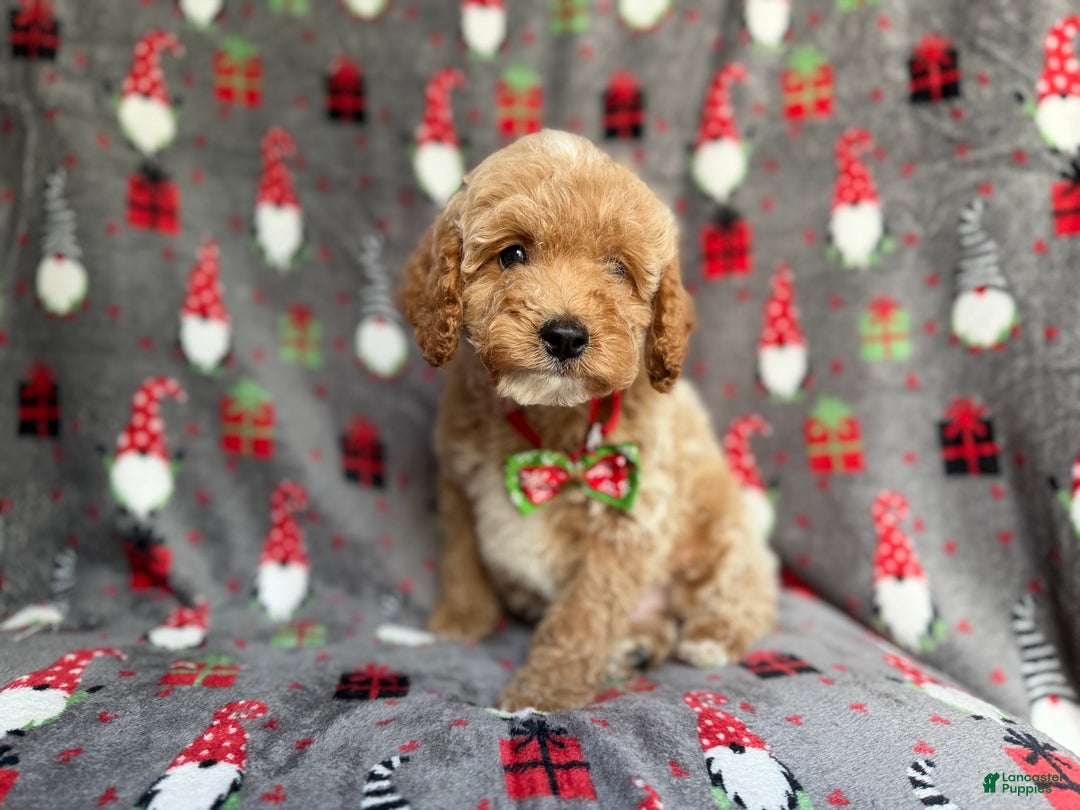 Cockapoo dogs for sale: Bean - Ad 5