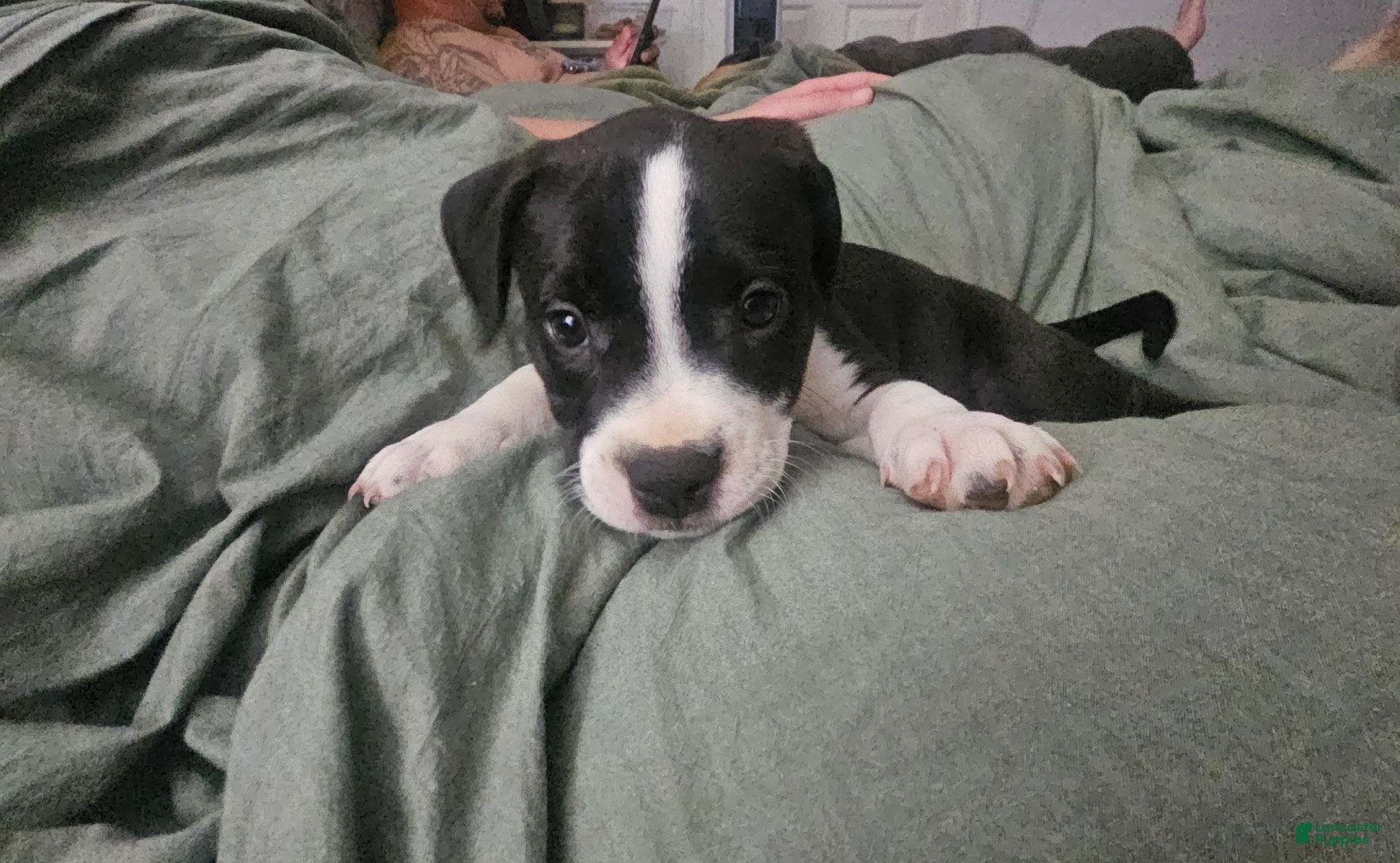 American Pit Bull Terrier dogs Lucy - Ad 36