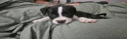 American Pit Bull Terrier dogs for sale: Lucy - Ad 1