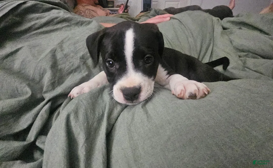 American Pit Bull Terrier dogs for sale: Lucy - Ad 1