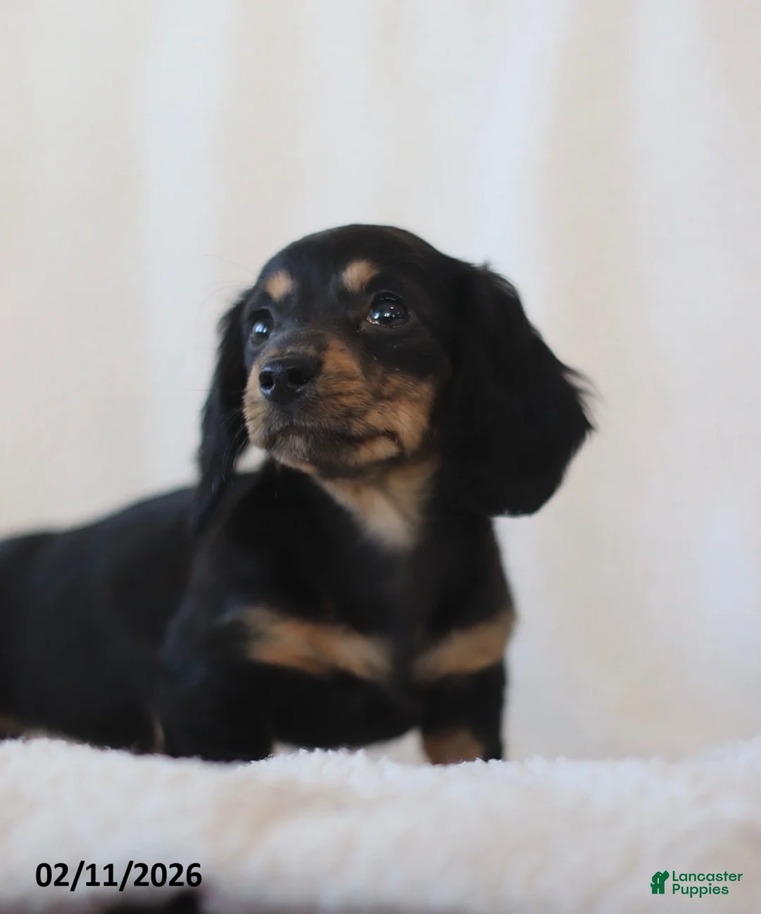 Miniature Dachshund dogs for sale: Laurel - Ad 3