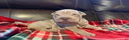 Shar Pei dogs for sale: Romeo - Ad 13