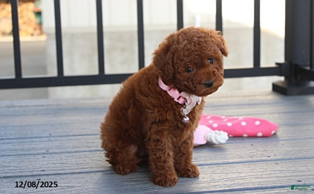 Bichpoo dogs for sale: Daisy - Ad 4