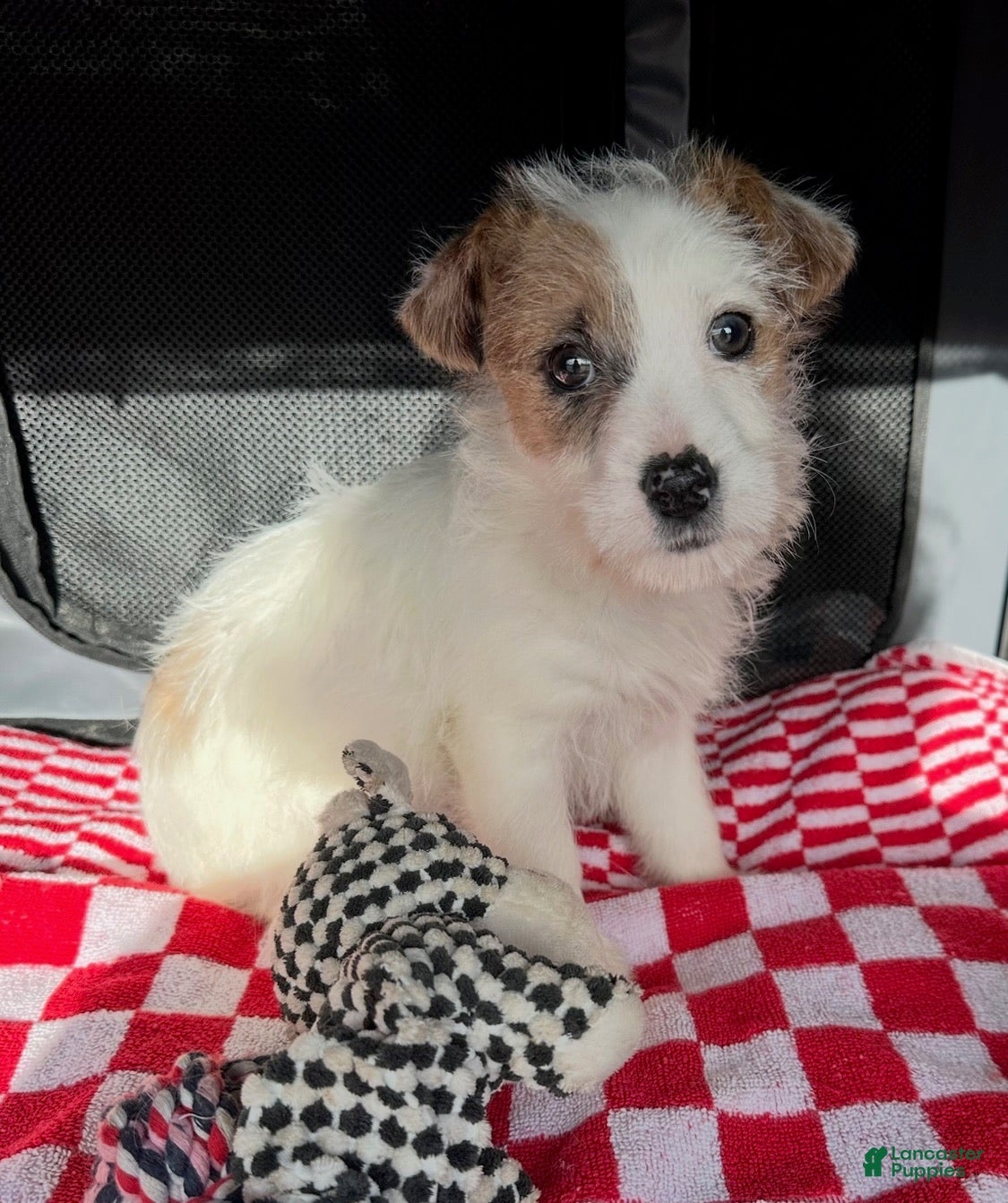Jack Russell Terrier dogs Jack Russell Terrier Puppy 1 - Ad 1