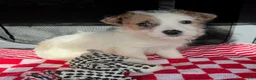 Jack Russell Terrier dogs for sale: Jack Russell Terrier Puppy 1 - Ad 1