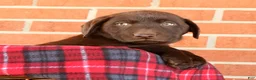 Labrador Retriever dogs for sale: Renny - Ad 7