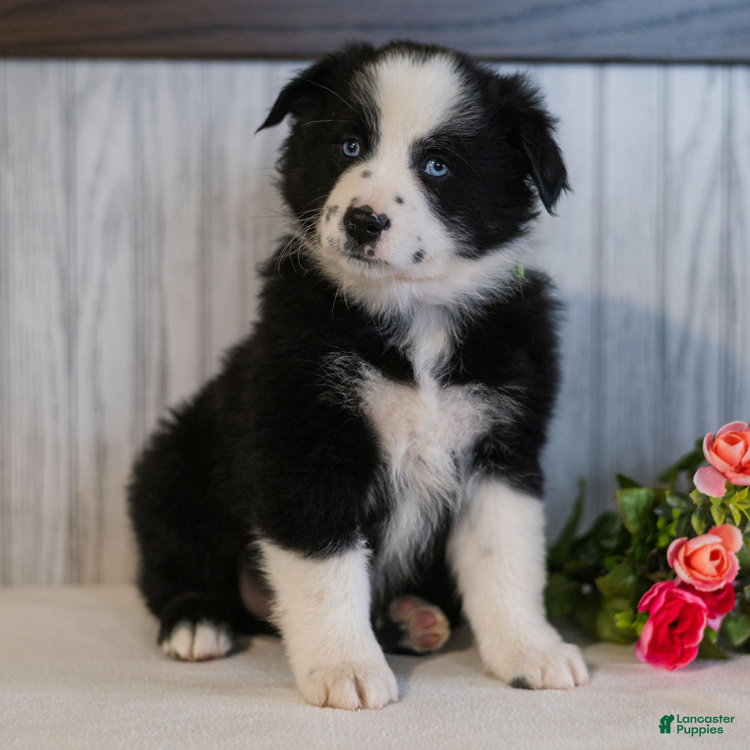 Miniature Australian Shepherd dogs Cody  - Ad 1
