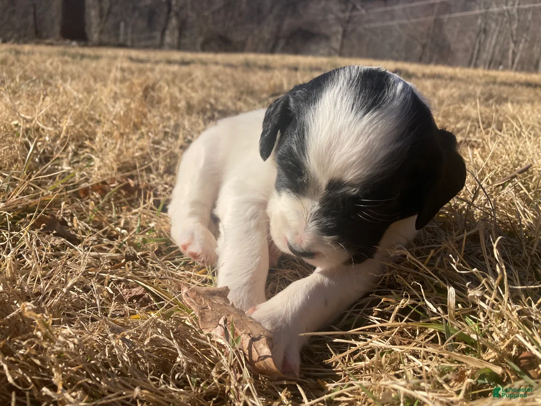 English Setter dogs for sale: Bandit  - Ad 2