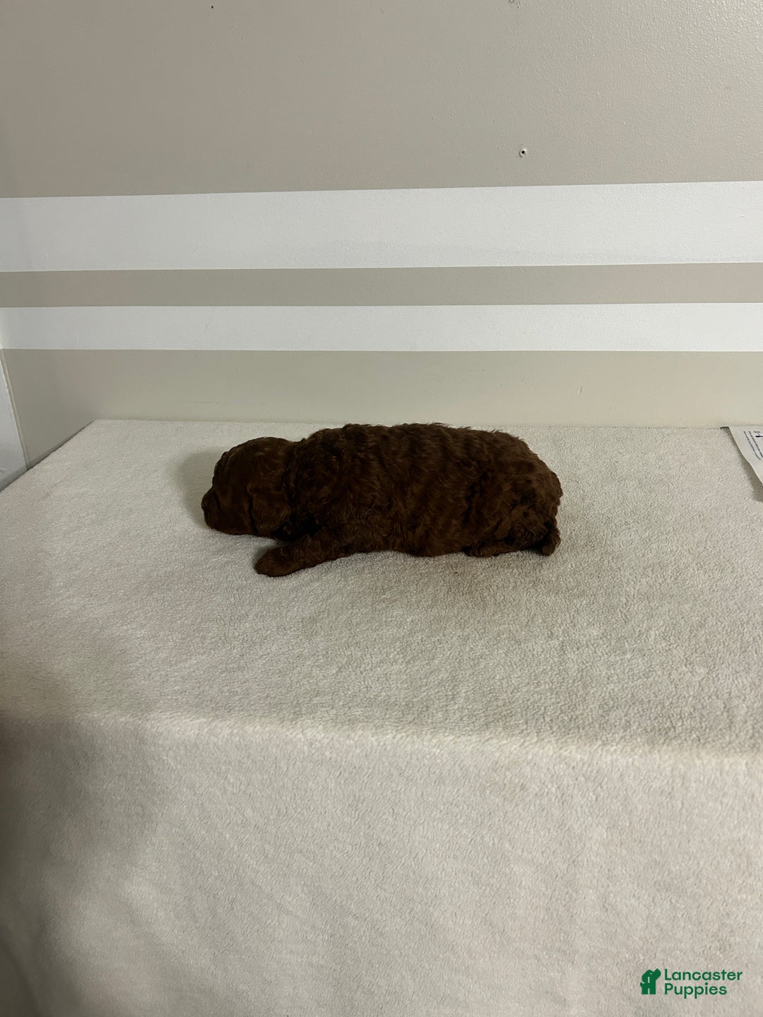 Mini Goldendoodle dogs for sale: Colton - Ad 5