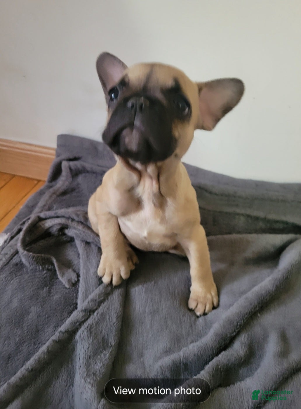 French Bulldog dogs French Bulldog Puppy 1 - Ad 33