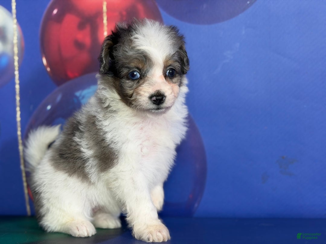 Pomapoo dogs for sale: Cookie - Ad 6