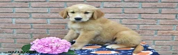 Golden Retriever dogs for sale: Tucker - Ad 1