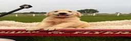Golden Retriever dogs for sale: Georgia - Ad 6
