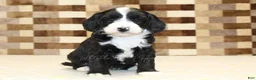 Mixed Breed dogs for sale: Fairy - Ad 2