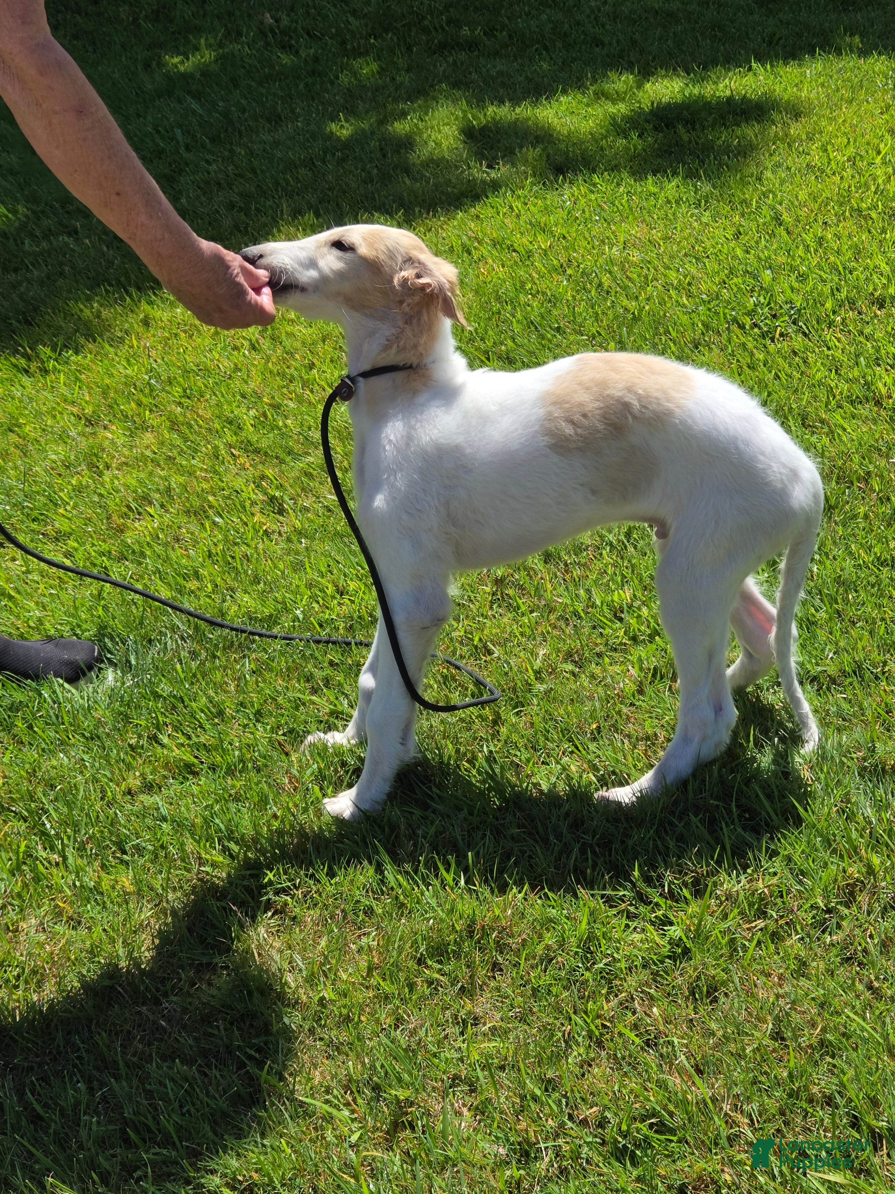 Borzoi dogs Victor-APRI-PEDIGREE - Ad 1