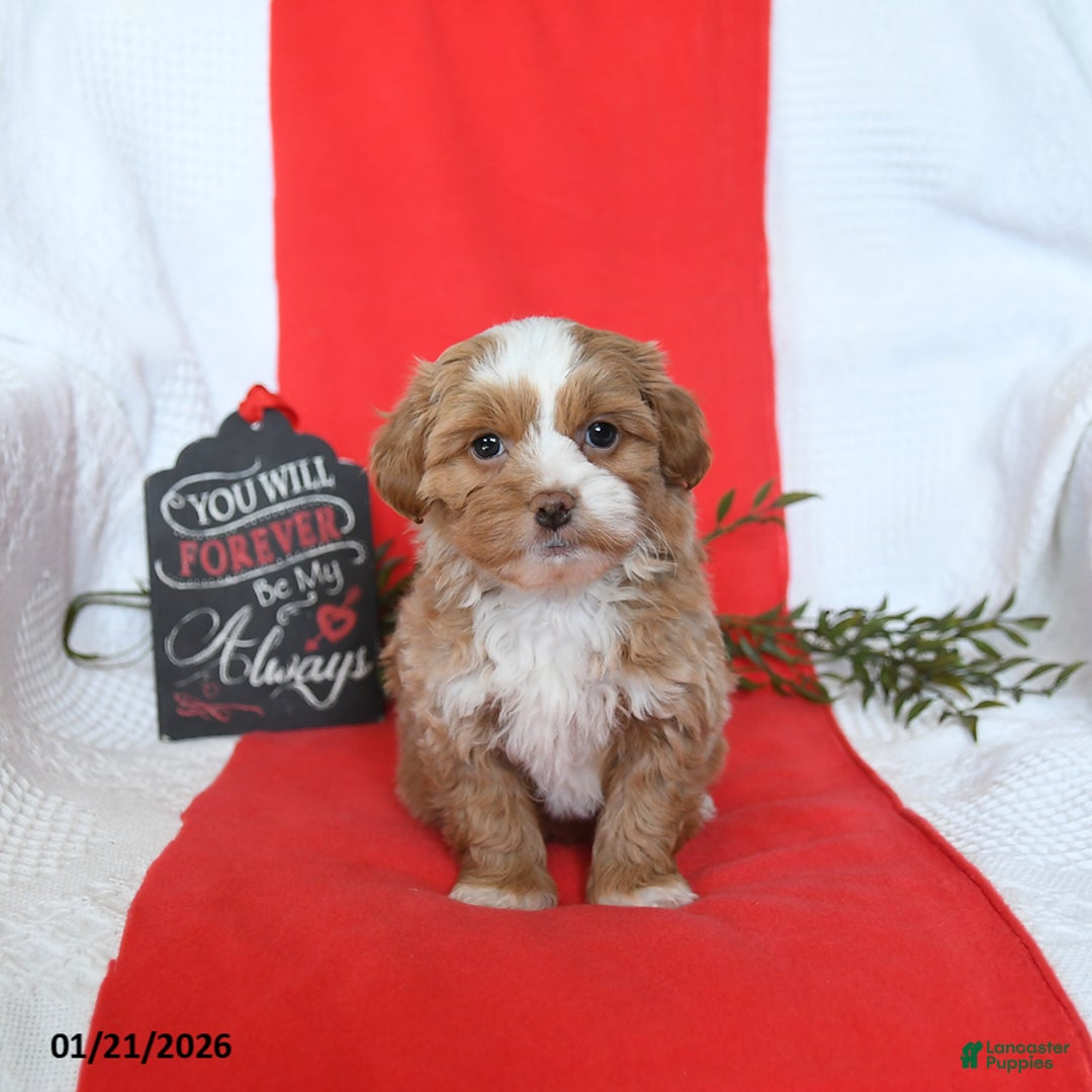 Shihpoo dogs for sale: Denver - Ad 3
