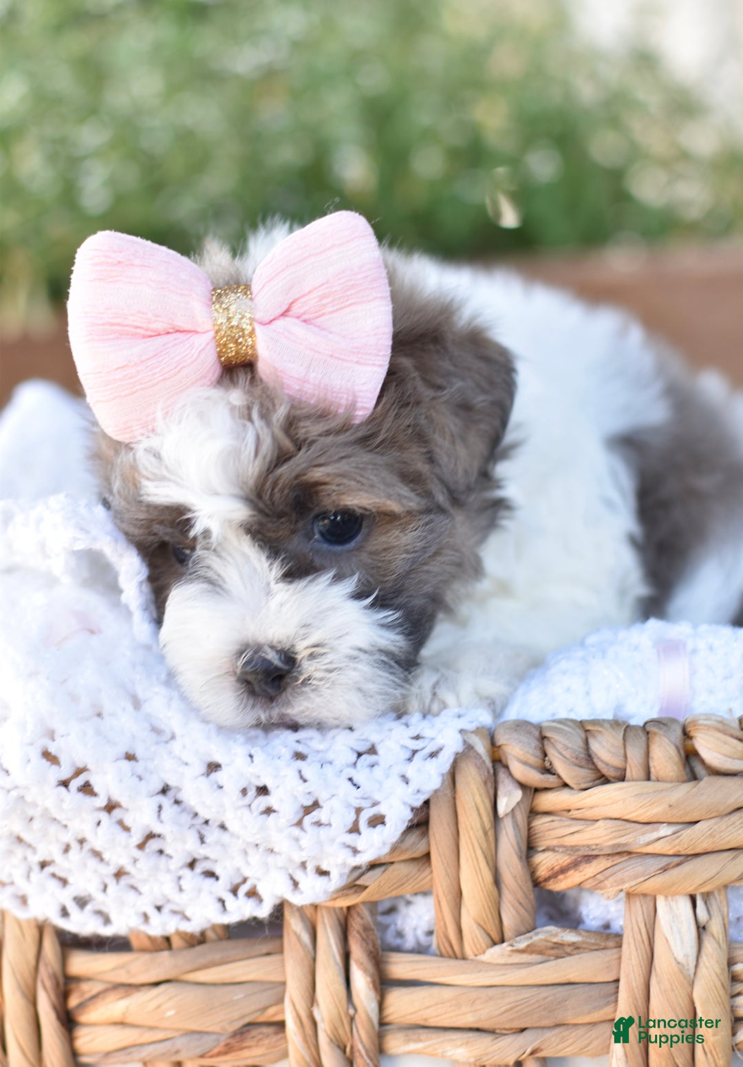 Mixed Breed dogs for sale: Snickers - Ad 6