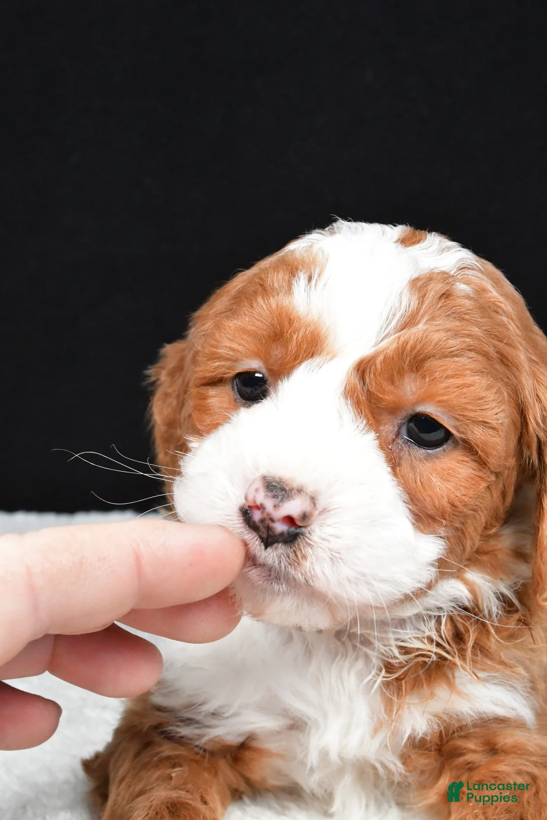 Mini Goldendoodle dogs for sale: Bentley - Ad 6