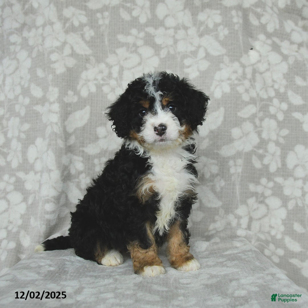 Mini Bernedoodle dogs for sale: Tilly - Ad 3
