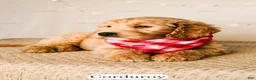 Goldendoodle dogs for sale: Corduroy - Ad 11