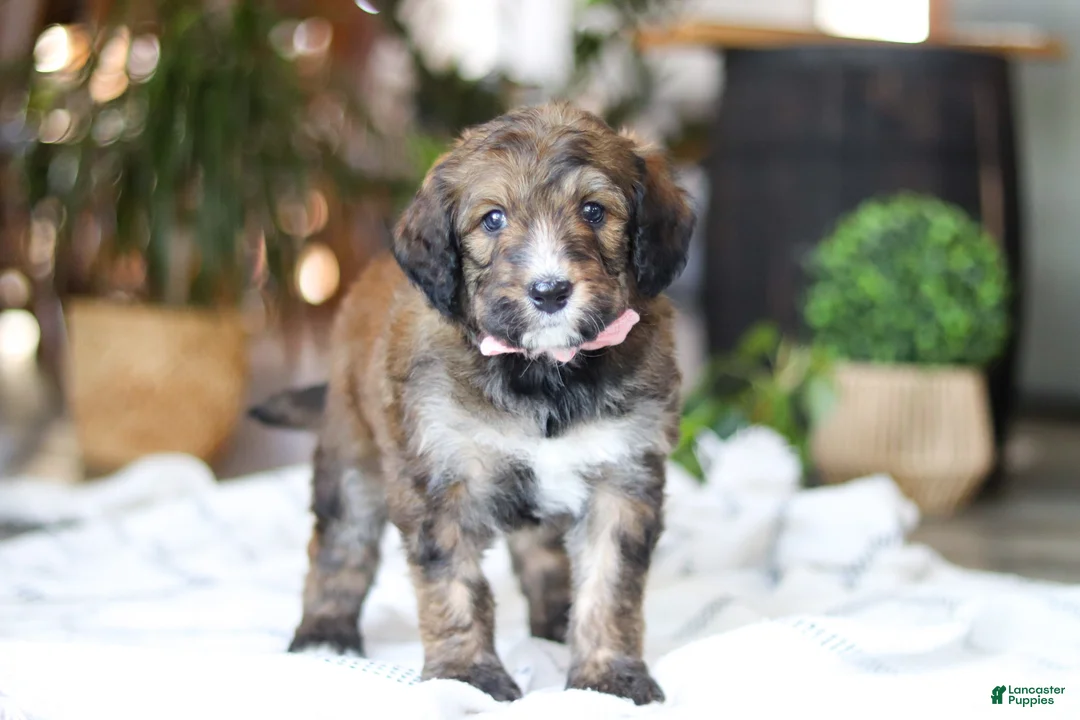 Bernedoodle dogs for sale: Charm - Ad 6