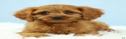 Cavapoo dogs for sale: Waffles 🧇 - Ad 5