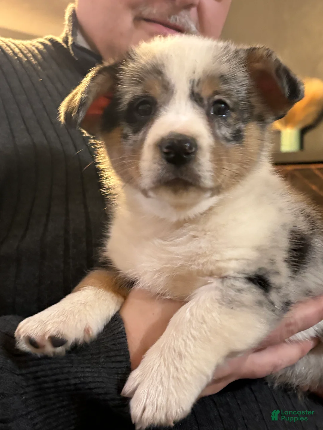 Welsh Corgi Pembroke dogs for sale: Welsh Corgi Pembroke Puppy 2 - Ad 2