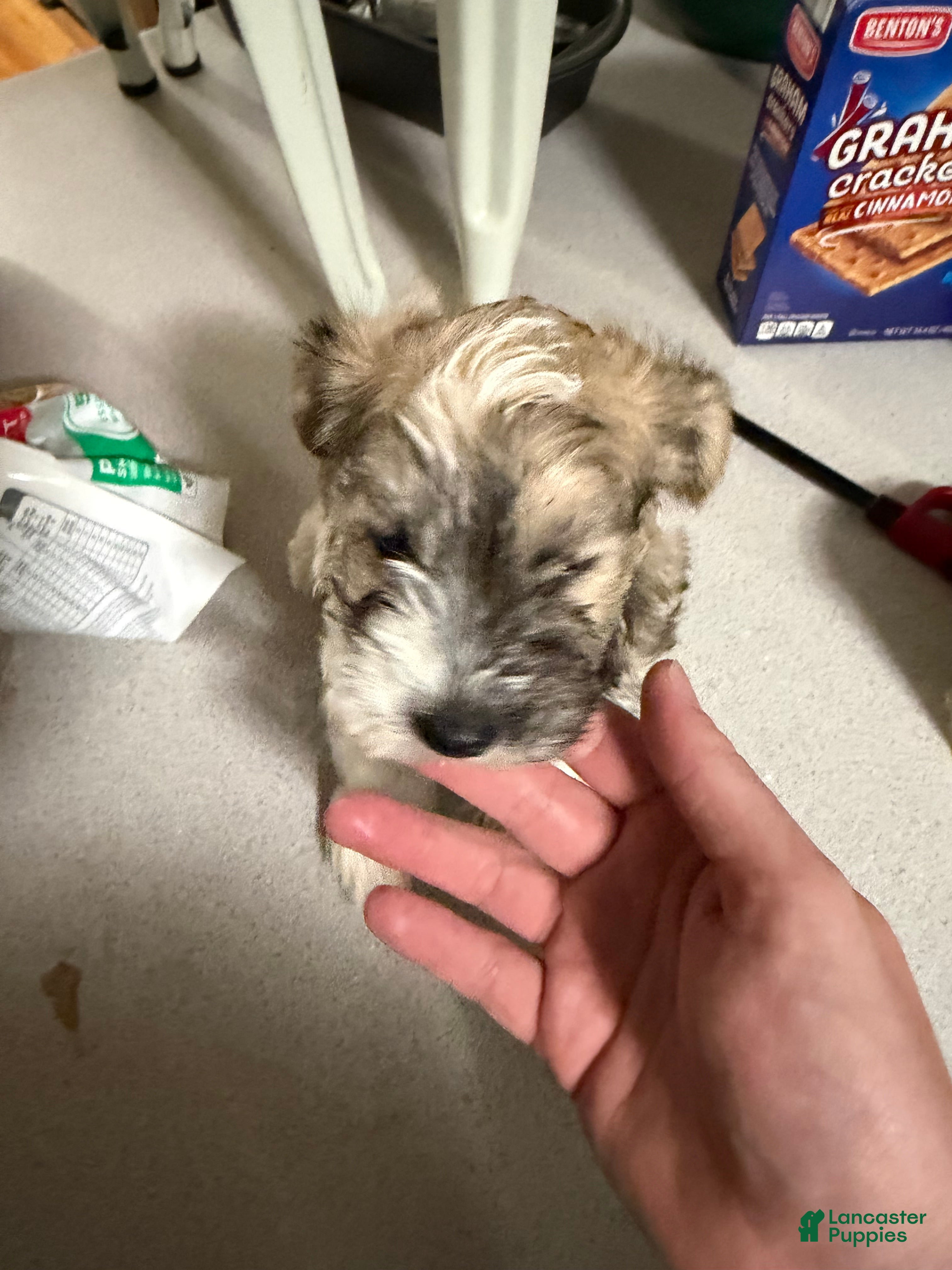 Mixed Breed dogs Girl 3 - Ad 2
