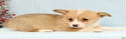 Welsh Corgi Pembroke dogs for sale: Honey - Ad 2