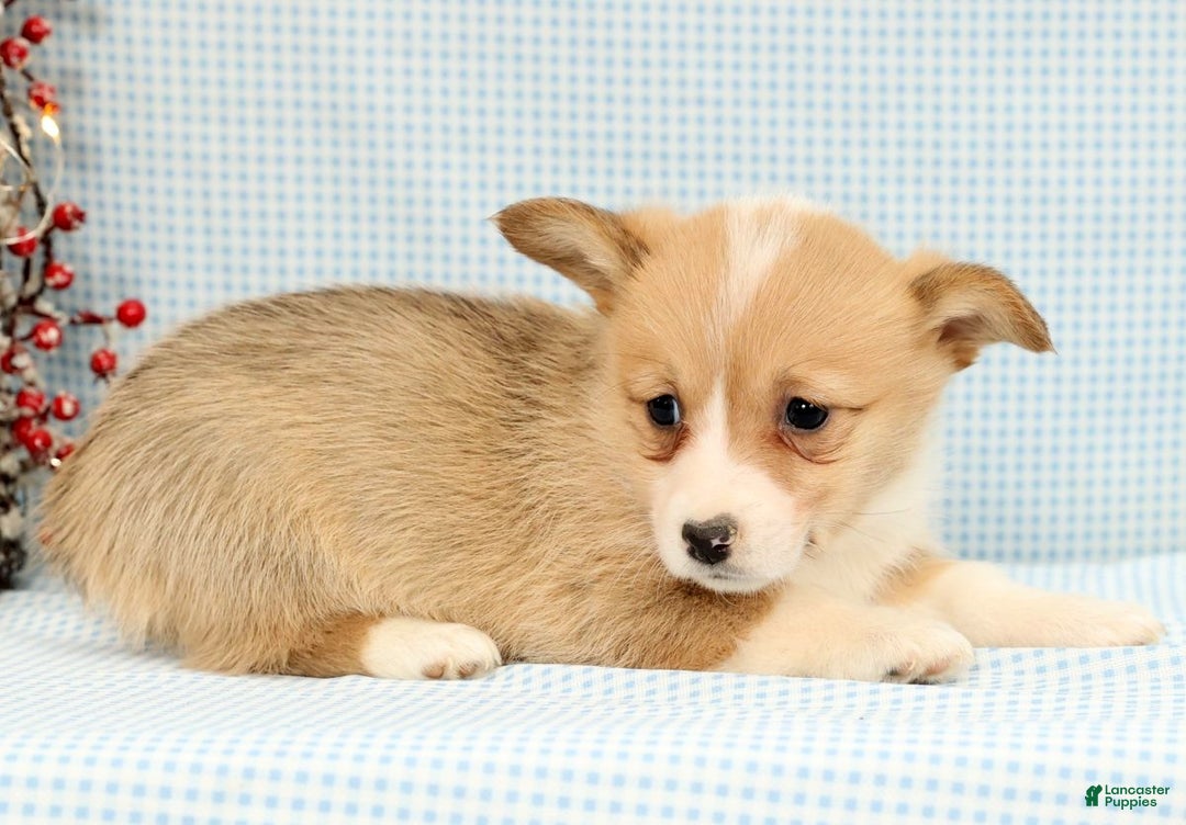 Welsh Corgi Pembroke dogs for sale: Honey - Ad 2