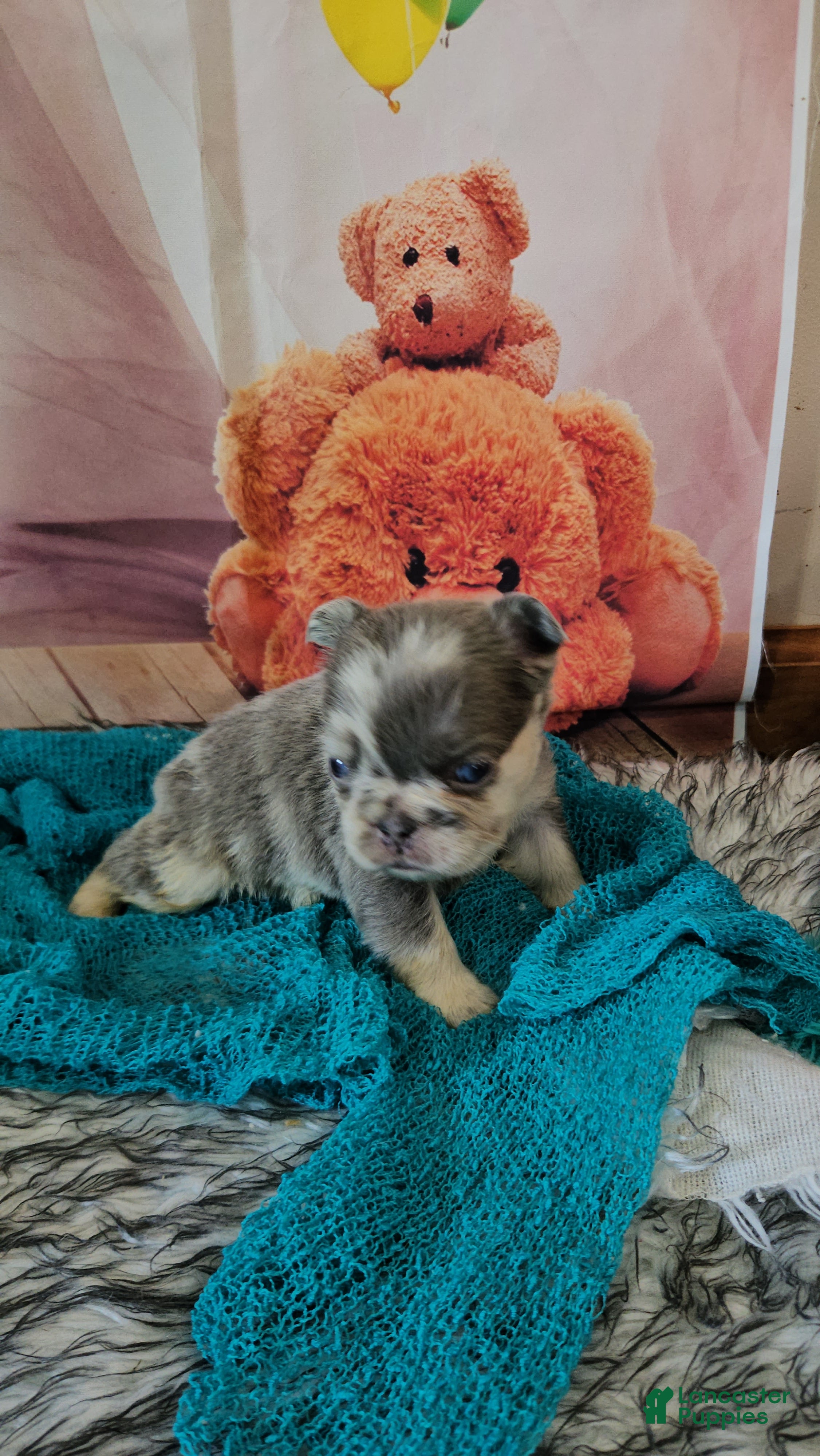 French Bulldog dogs French Bulldog Puppy 4 - Ad 2