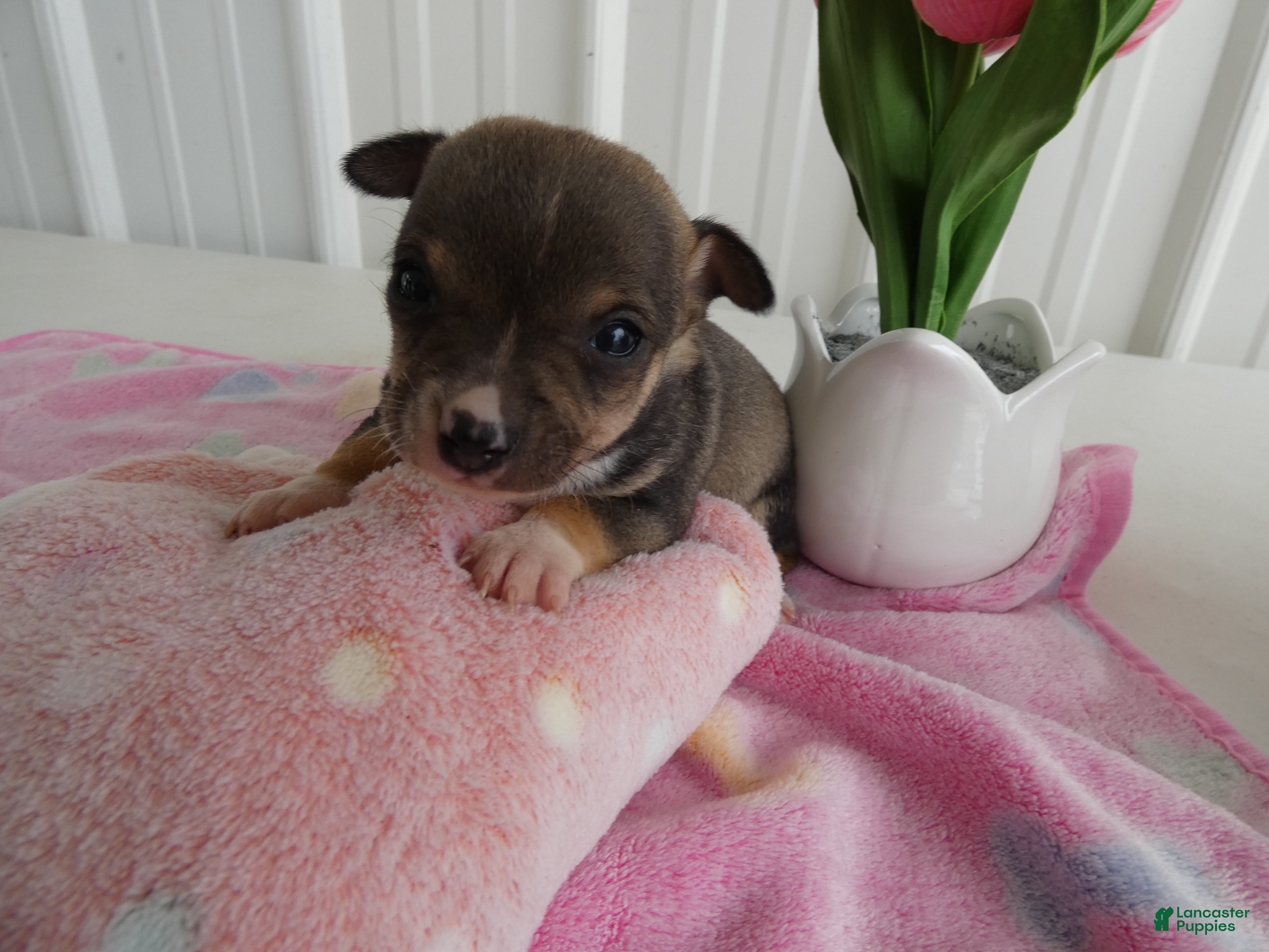 Chihuahua dogs Chihuahua Puppy 2 Scout - Ad 28