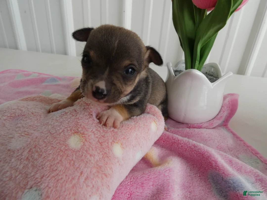 Chihuahua dogs for sale: Chihuahua Puppy 2 Scout - Ad 1