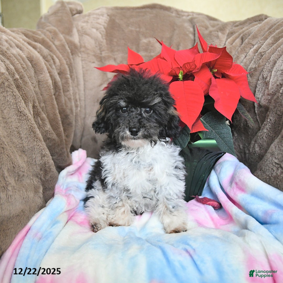 Toy Poodle dogs for sale: Kody - Ad 5