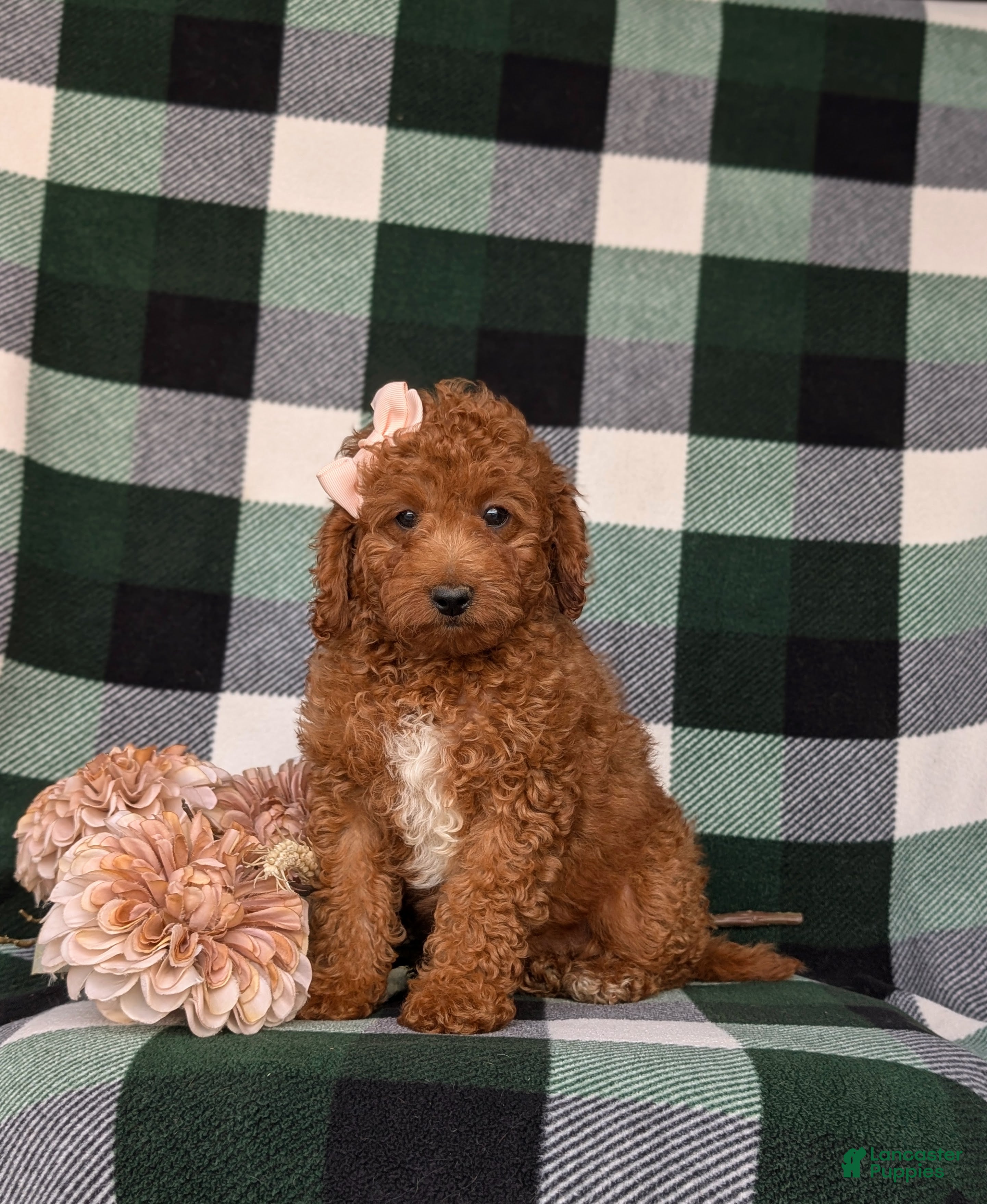 Mini Goldendoodle dogs Tehya 9 lbs Full Grown - Ad 2