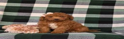 Mini Goldendoodle dogs for sale: Tehya 9 lbs Full Grown - Ad 2