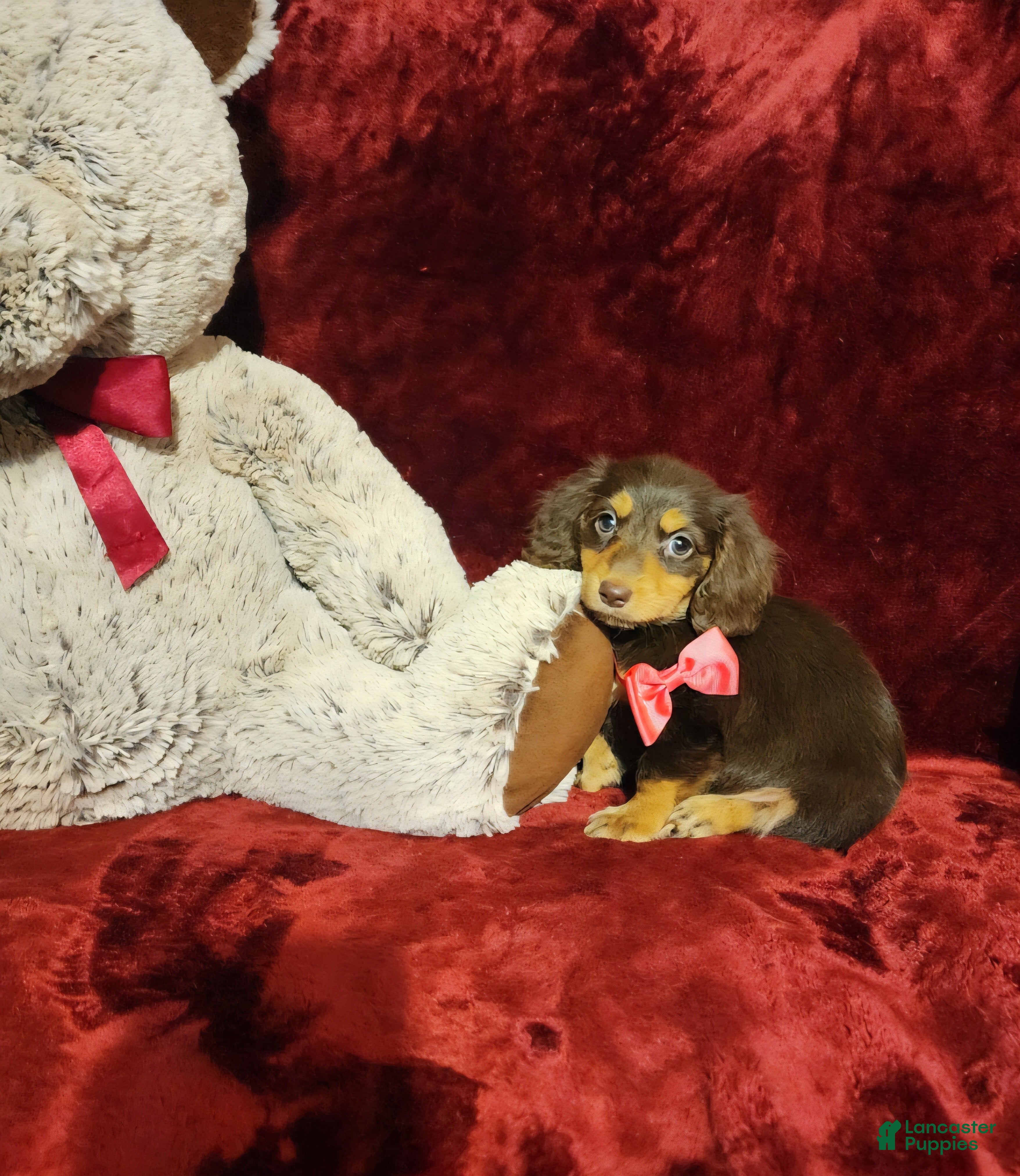 Miniature Dachshund dogs PUDDIN - Ad 16