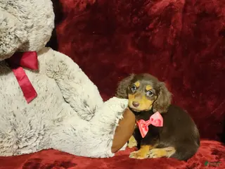Miniature Dachshund dogs PUDDIN - Ad 16
