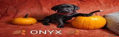 ONYX 🐾