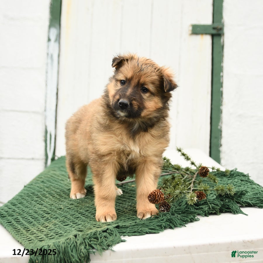 Mixed Breed dogs Blossom - Ad 2