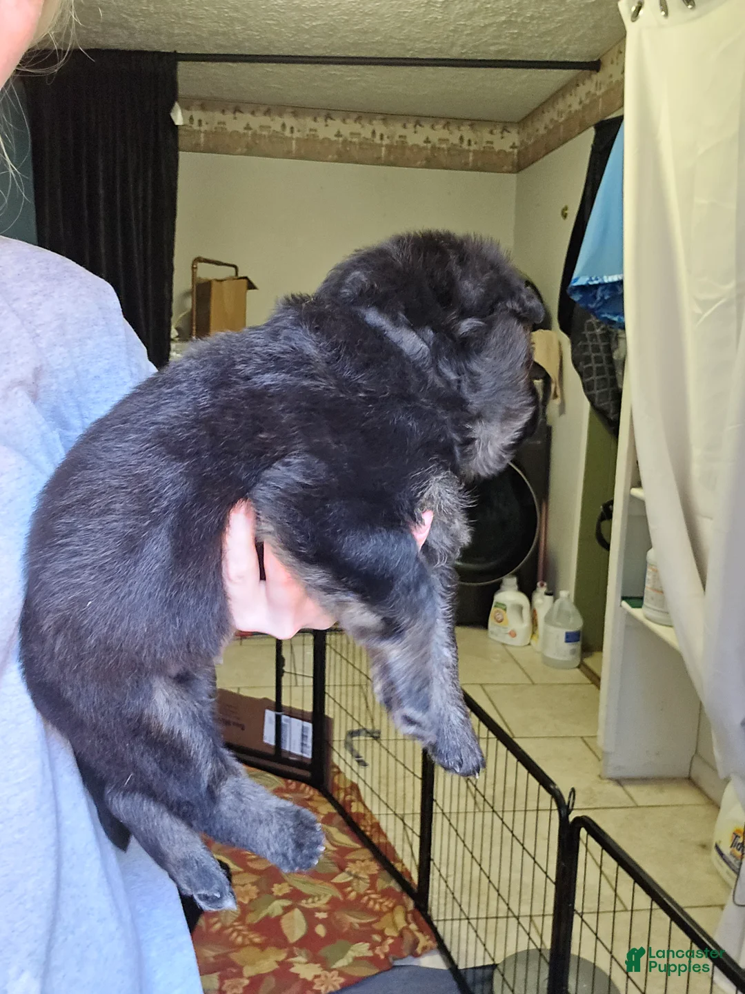 German Shepherd dogs for sale: German Shepherd 1 - Ad 2