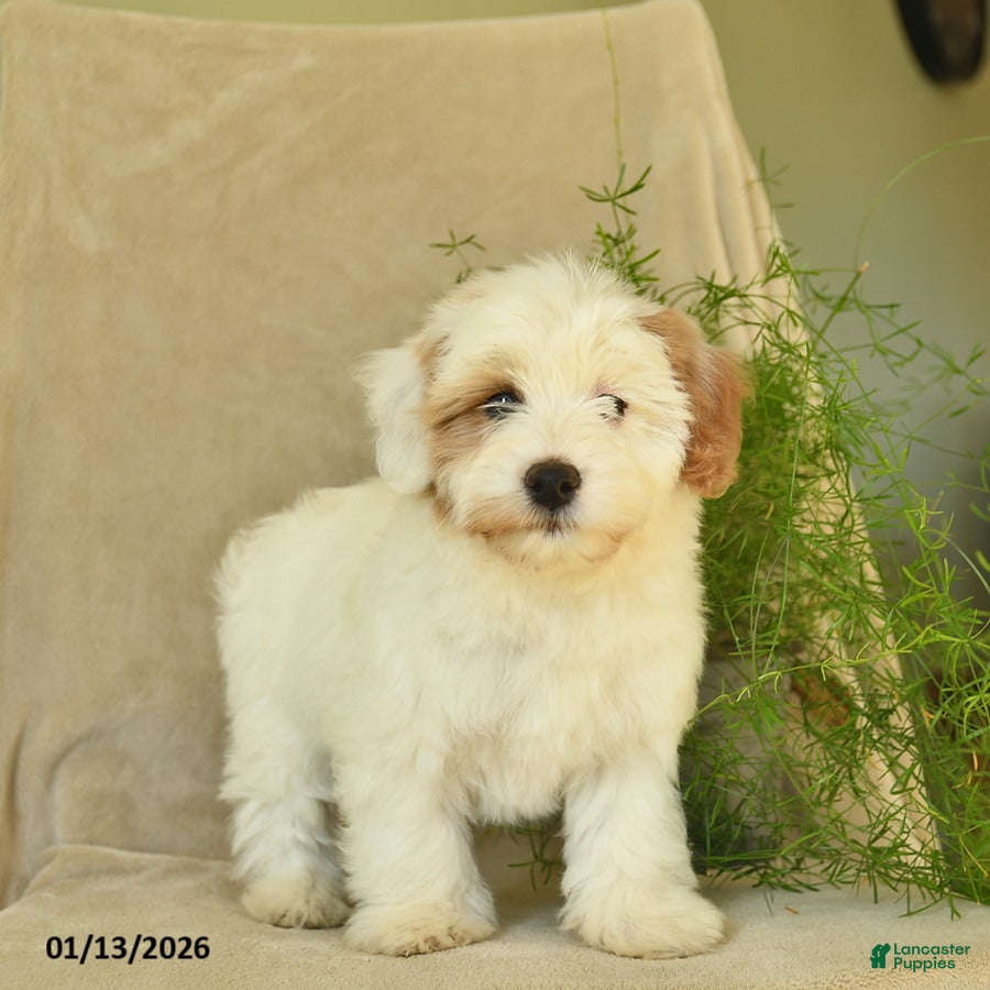 Havapoo dogs Lancelot - Ad 10