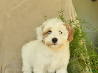 Havapoo dogs Lancelot - Ad 2