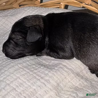 Miniature Schnauzer dogs for sale: Moose - Ad 2