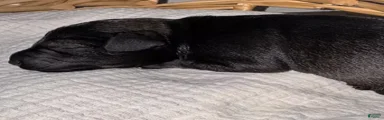 Moose