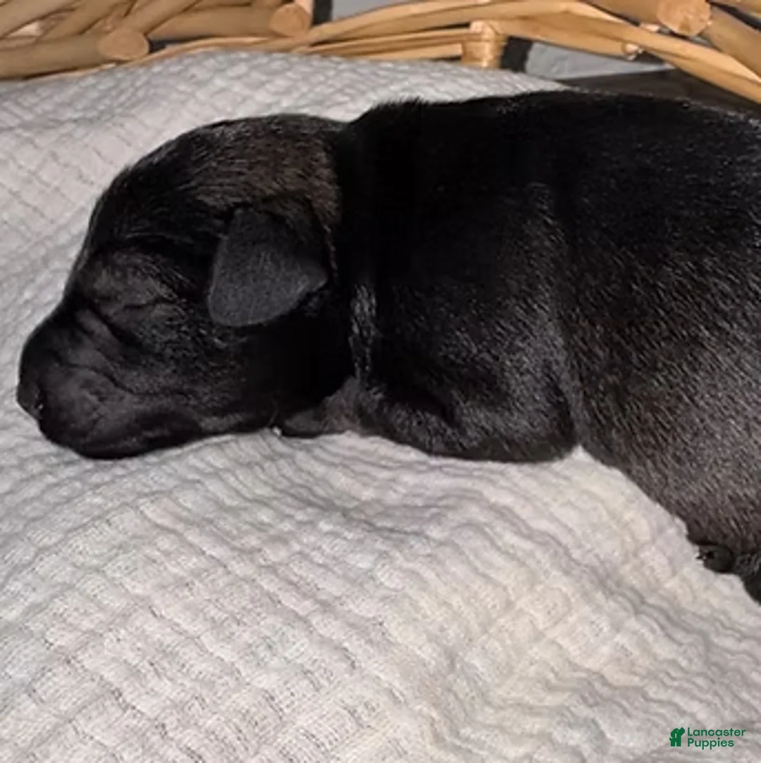 Miniature Schnauzer dogs for sale: Moose - Ad 1