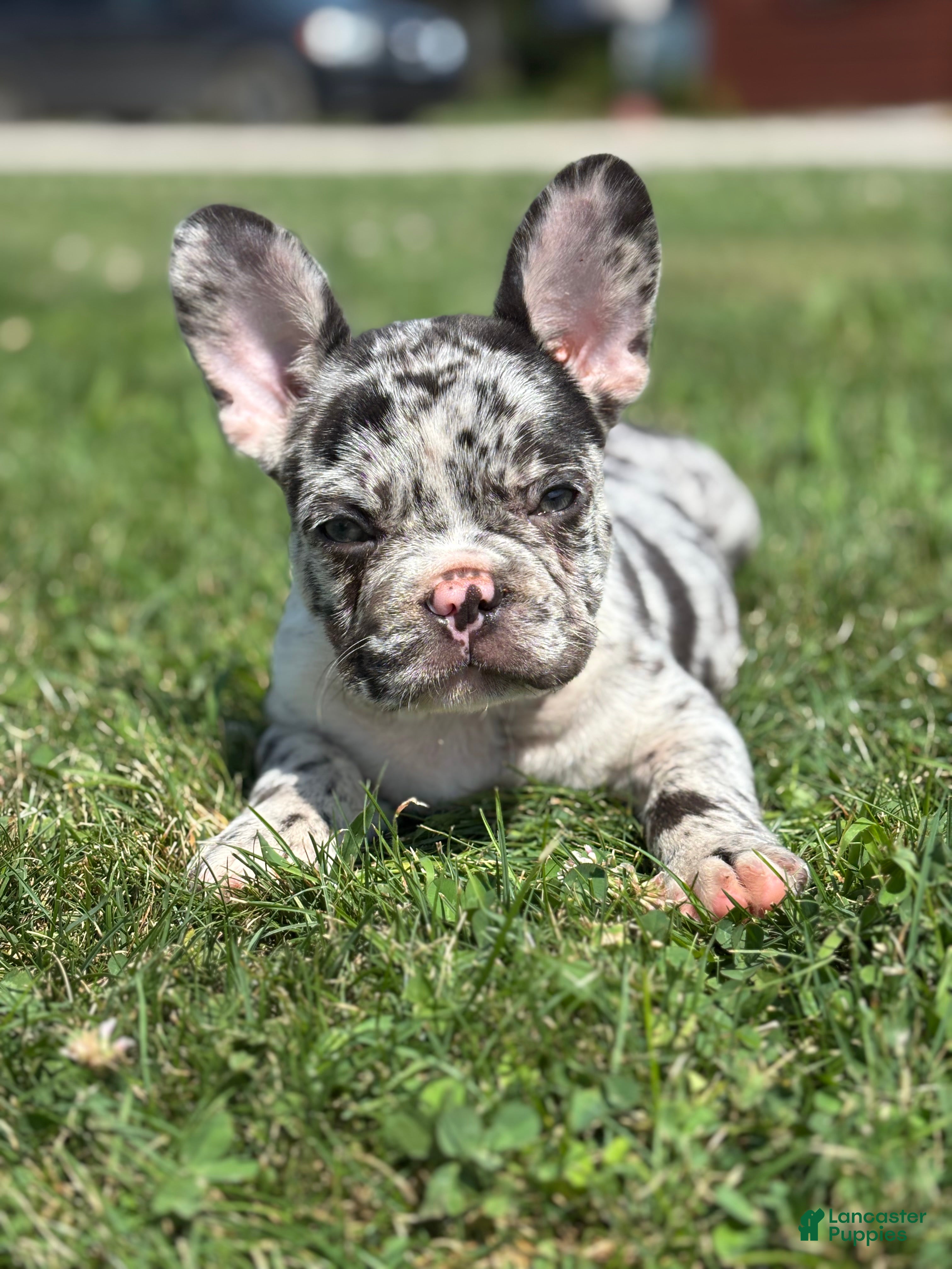 French Bulldog dogs Hudson - Ad 1
